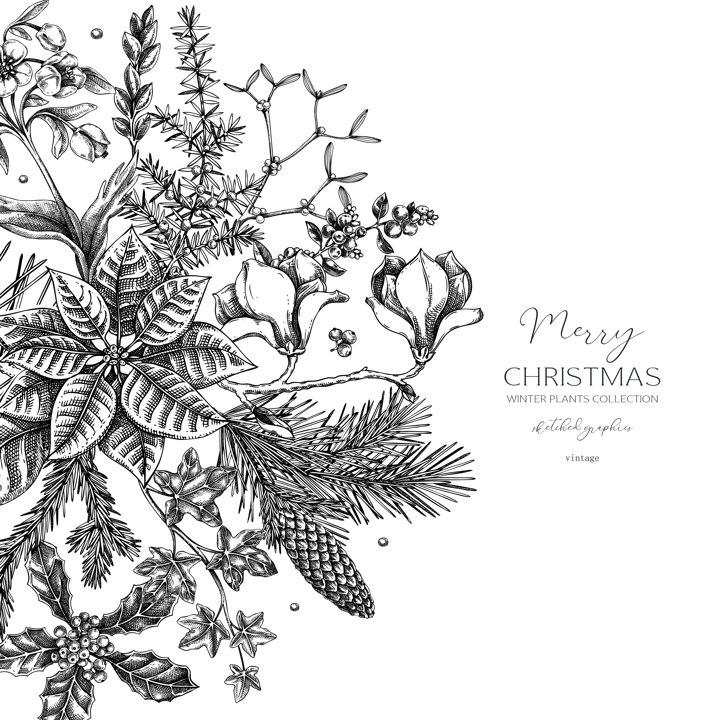 Merry Christmas card. Floral round composition. Evergreen plants, conifers, and cones sketches. Winter vector design.Hand-drawn botanical illustrations. NOT AI generated images